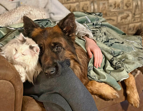 a Dog and cat laying on an elk blanket on the couch in olive