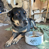 Blue Heeler with an elk logo stainless steel pet bowl from River to Ridge 