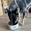 Blue Heeler with an elk logo stainless steel pet bowl from River to Ridge 